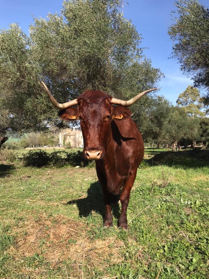 El Vihuelo El Bosque (Cadiz)